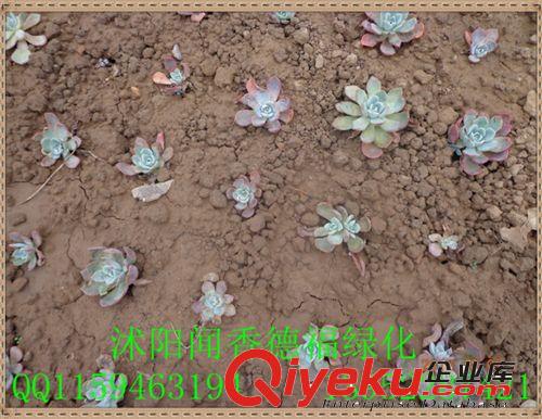 現貨供應沭陽苗木基地【仙人荷花】盆栽植物仙人荷花（圖） 荷花