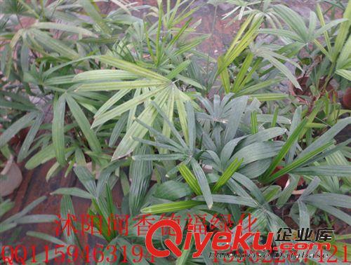 现货供应沭阳苗木基地现货【小叶棕竹】盆栽植物小叶棕竹