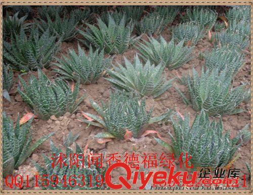 沭陽 苗木基地現貨批發 【仙人銼】 盆栽植物仙人銼（圖）原始圖片2