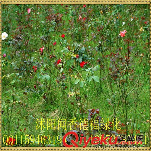 供月季花 养颜润肤/hx化瘀/抗衰老