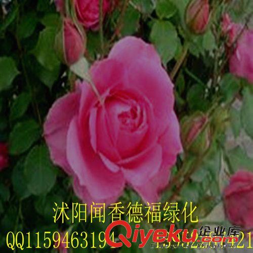 供月季花 养颜润肤/hx化瘀/抗衰老