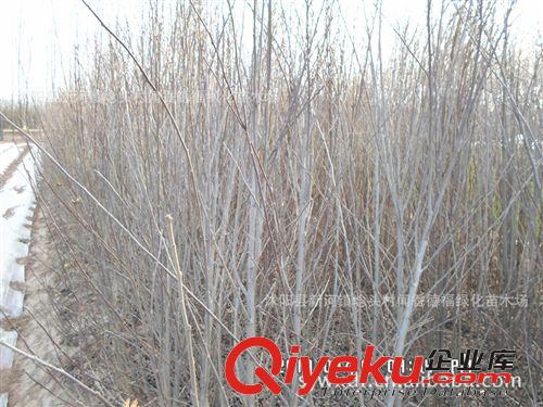 供應種苗二年生蘋條    一到4公分規格 需要者抓緊聯系 批發蘋條原始圖片2
