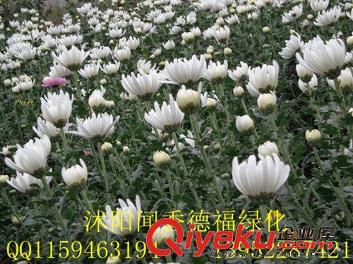 現貨供應沭陽基地【菊花】盆栽菊花（圖） 菊花價格