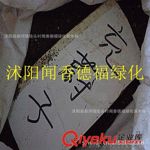 供应茺蔚子     量大价优      欢迎新老客户选购  种子