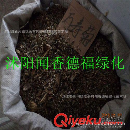 批发花卉种子 万寿菊 金盏菊 金鸡菊 量大价优 欢迎新老客户选购