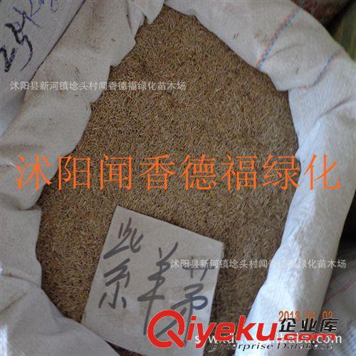 供应紫羊茅种子   量大价优  欢迎新老客户选购 种子