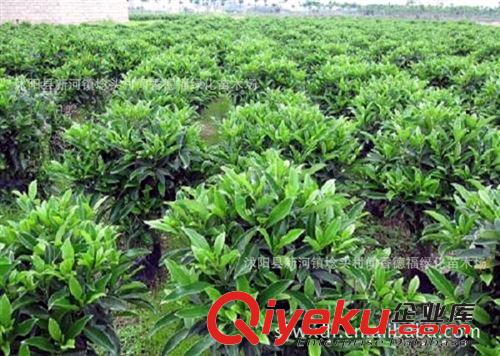 供應【非洲茉莉】 規格齊全  歡迎選購 茉莉花卉