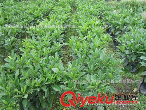 供應【非洲茉莉】 規格齊全  歡迎選購 茉莉花卉