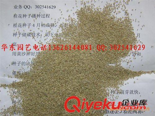 大量供應(yīng)早熟禾種子，黑麥草種子，狗牙根種子等各種綠化用種