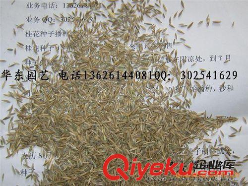 批發供應各種草坪種子黑麥草種子，早熟禾，高羊茅種子等