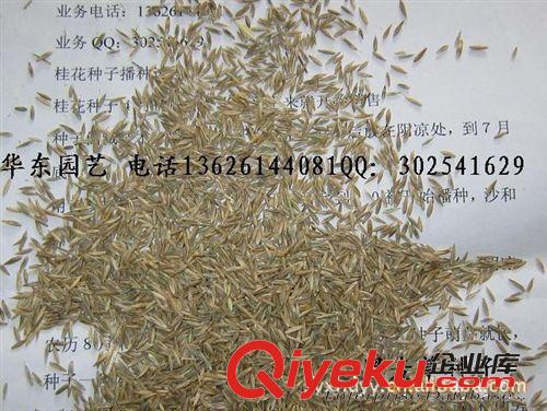 低價出售黑麥草，紫花苜蓿，蘇丹草，高丹草等牧羊草籽