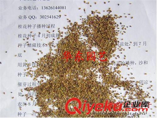 低價出售黑麥草，紫花苜蓿，蘇丹草，高丹草等牧羊草籽