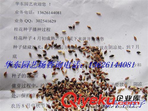 低價出售黑麥草，紫花苜蓿，蘇丹草，高丹草等牧羊草籽