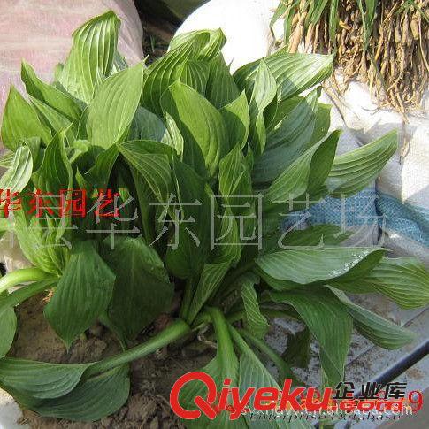 批發供應玉簪、金葉女貞、紅葉小檗、金娃娃等各種綠化苗原始圖片2