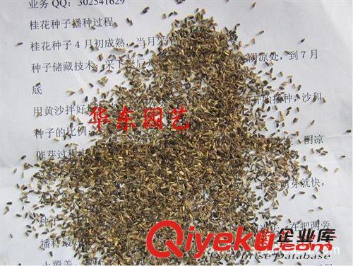 批發(fā)供應(yīng)牧草種子，菊苣，紫粒莧，墨西哥玉米等