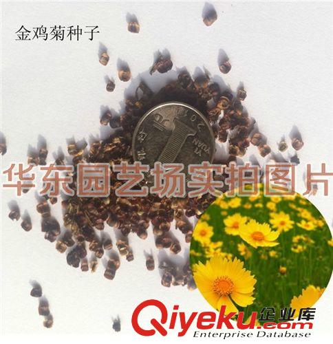 適應(yīng)性廣泛 耐寒 耐旱的 蛇目菊種子 金錢菊種子 孔雀菊種子