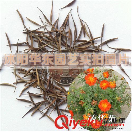 適應(yīng)性廣泛 耐寒 耐旱的 蛇目菊種子 金錢(qián)菊種子 孔雀菊種子