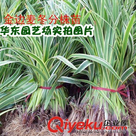 華東園藝批發(fā)出售金 金葉女貞苗 1年生 大小苗規(guī)格齊全