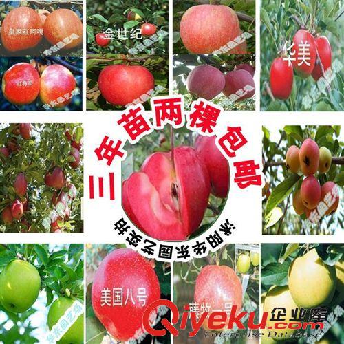 蘋果品種 美國紅冠蘋果 松本錦 喬納金 紅玉蘋果等多個(gè)品種