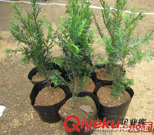 供應(yīng)花卉苗木 南方紅豆杉苗10-15--20厘米