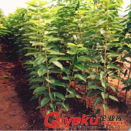 出售山東優(yōu)質(zhì)桃苗 嫁接桃樹苗批發(fā) 找泰安貴和苗木