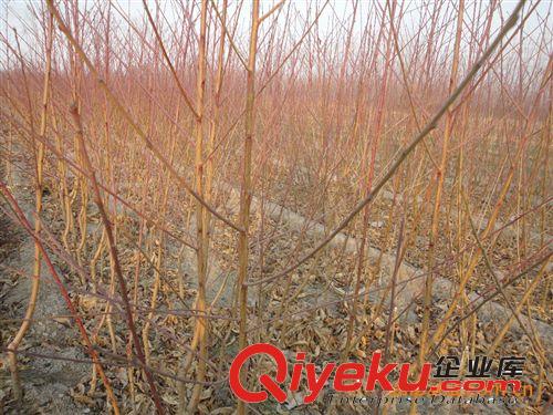 梨樹苗 梨樹樹苗 梨樹嫁接苗 果樹苗 2年苗多個(gè)品種供選量大批發(fā)