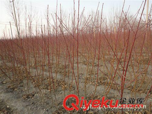 大量毛桃苗批發 毛桃樹苗 毛樹苗批發 毛桃樹苗供應商