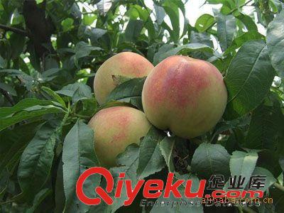批發 零售蜜桃樹苗 中油4號油桃苗 新品種桃樹苗