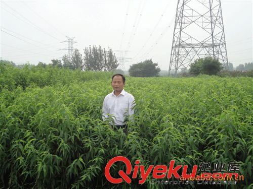 批發 零售蜜桃樹苗 中油4號油桃苗 新品種桃樹苗原始圖片3