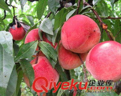批發 零售蜜桃樹苗 中油4號油桃苗 新品種桃樹苗