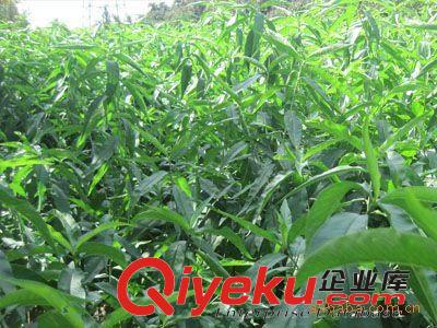 優(yōu)惠供應(yīng)極早熟大果型桃樹苗 中油五號芽變桃樹苗 桃苗價格原始圖片2