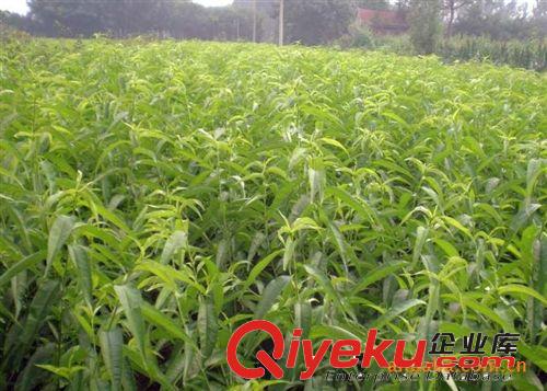 優(yōu)惠供應(yīng)極早熟大果型桃樹苗 中油五號芽變桃樹苗 桃苗價格