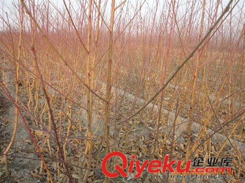 供應大量批發各種優質良種桃苗 有桃苗原始圖片2