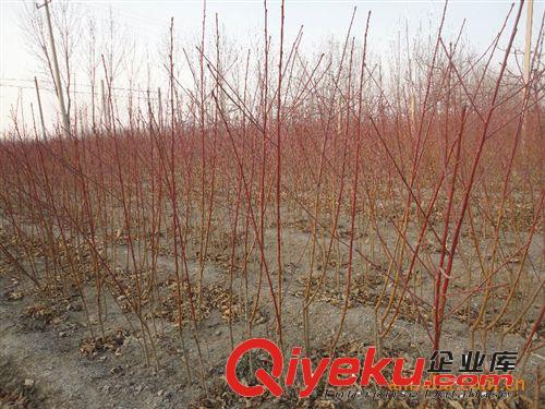 供應大量批發各種優質良種桃苗 有桃苗原始圖片3