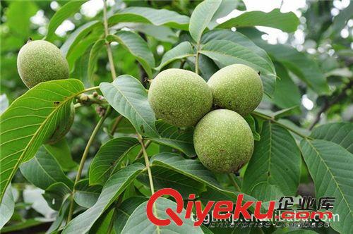 特價批發(fā)果樹苗 桃樹苗 桃樹小苗 嫁接桃樹苗  易成活桃樹苗
