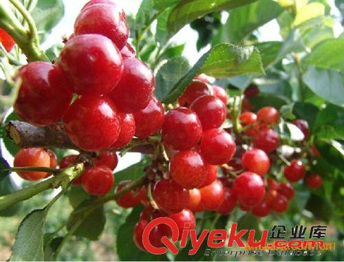 大量銷售果樹苗 高產量櫻桃苗 泰安櫻桃苗供應 成活率高 價格低原始圖片2