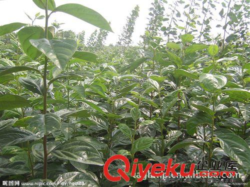 大量銷售果樹苗 高產量櫻桃苗 泰安櫻桃苗供應 成活率高 價格低