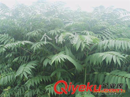 供應大小規(guī)格香椿苗 現貨供應優(yōu)質香椿苗 當年新采可食用香椿