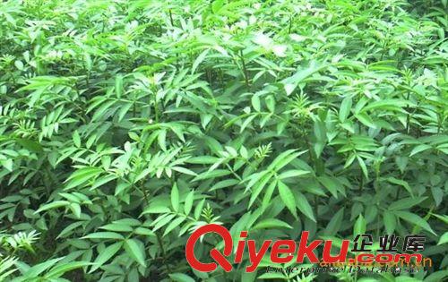 供應(yīng)香椿苗 成活率高的泰山紅香椿樹苗 香椿樹苗大量批發(fā)供應(yīng)原始圖片2