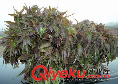 供應(yīng)香椿苗 成活率高的泰山紅香椿樹苗 香椿樹苗大量批發(fā)供應(yīng)原始圖片3