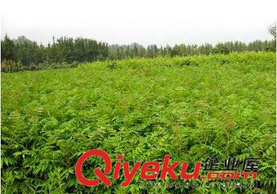 供應大小規(guī)格香椿苗 現貨供應優(yōu)質香椿苗 當年新采可食用香椿原始圖片2