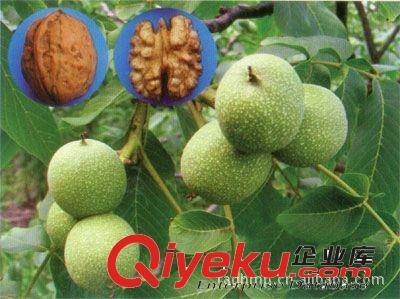 當(dāng)年掛果核桃苗 直銷核桃樹苗 新品種早熟薄殼8518核桃苗原始圖片3