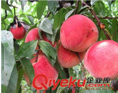 桃樹(shù)苗 基地自產(chǎn)自銷(xiāo)優(yōu)質(zhì)桃苗 嫁接品種純正春雪桃樹(shù)苗 量大從優(yōu)