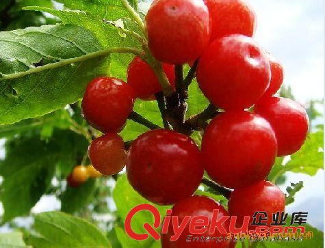 紅燈櫻桃苗直銷  清新可口櫻桃苗  掛果多櫻桃苗  直銷櫻桃苗原始圖片2