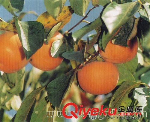 柿子苗  嫁接柿子苗 大量供應柿子樹苗 大小規格柿子苗 大又甜