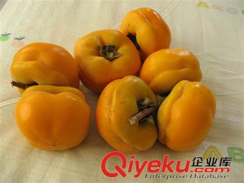 柿子苗  嫁接柿子苗 大量供應柿子樹苗 大小規格柿子苗 大又甜原始圖片2