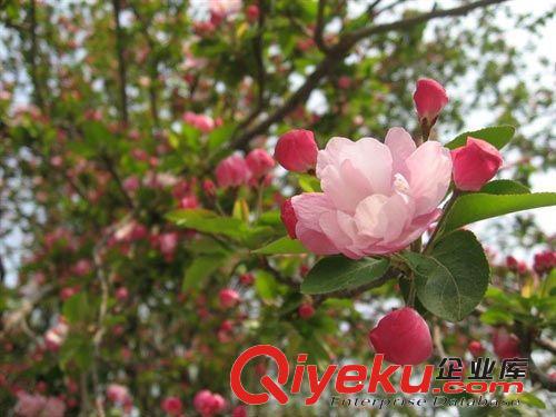 草莓苗 泰安