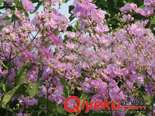 基地直銷西府海棠 優質西府海棠  西府海棠培育基地  長期供應原始圖片2