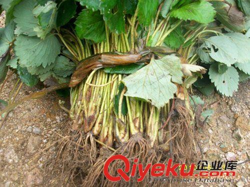 苗圃大量批發供應側柏苗
