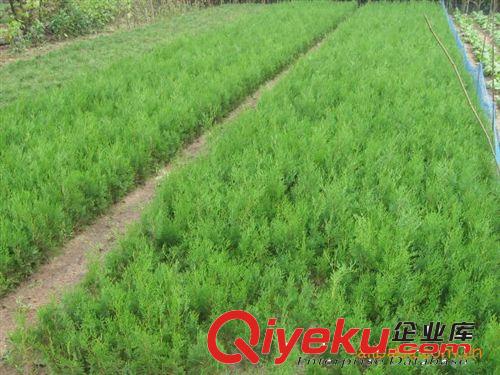 苗圃大量批發供應側柏苗原始圖片2